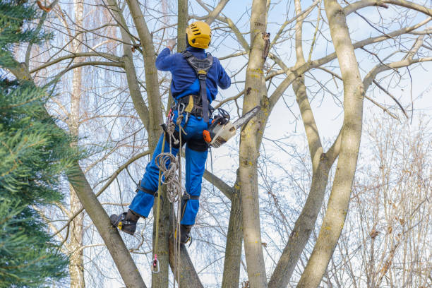  , USA Tree Removal Services Pros